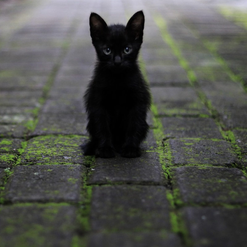 Das faszinierende Wesen der Katzen
