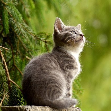 KRANKENVERSICHERUNG FÜR KATZEN