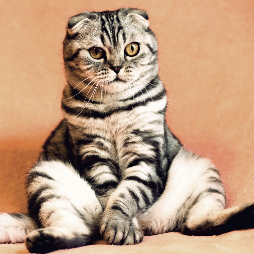 wie alt werden katzen