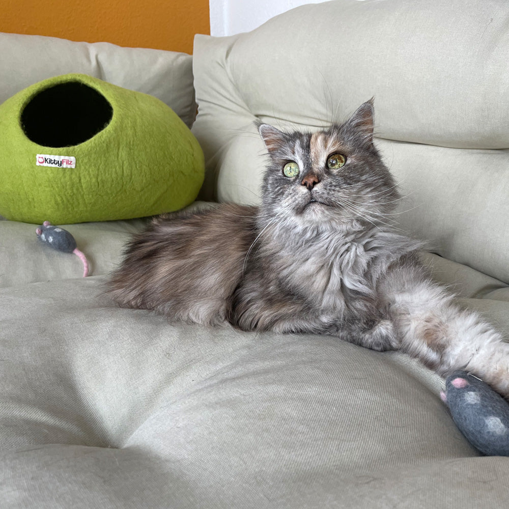 Katzenhöhle Limettengrün