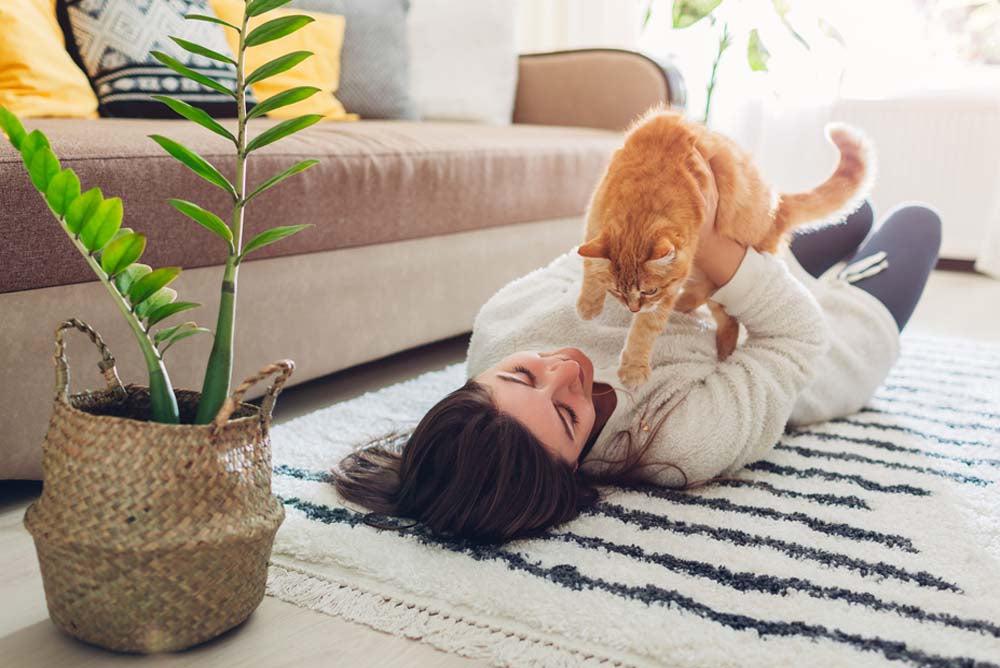 Eine Katze zieht ein