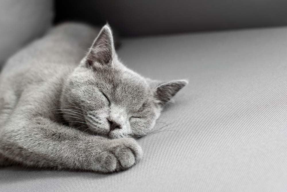 Katzen und ihre Schlafplätze