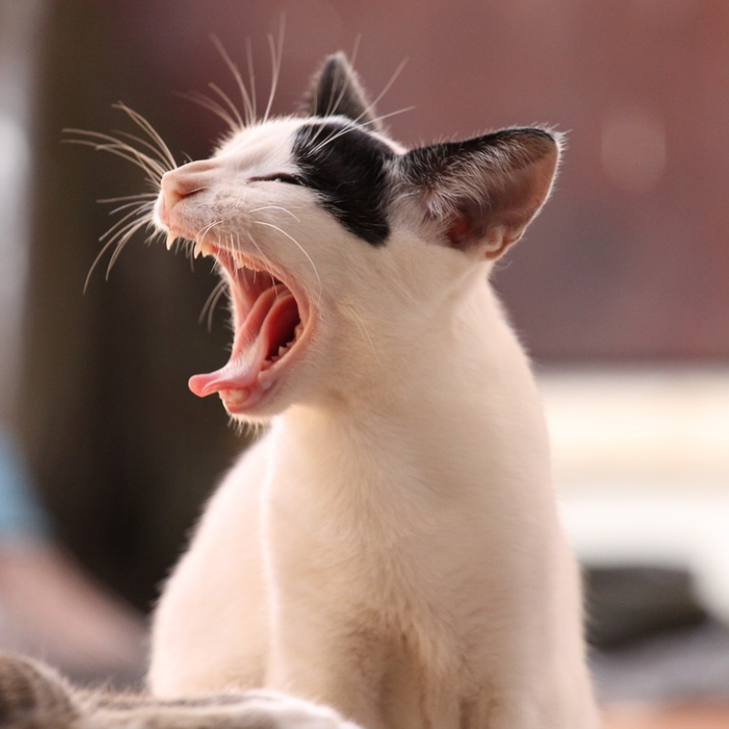 Die Bedeutung von Katzenhöhlen für das Wohlbefinden von Katzen