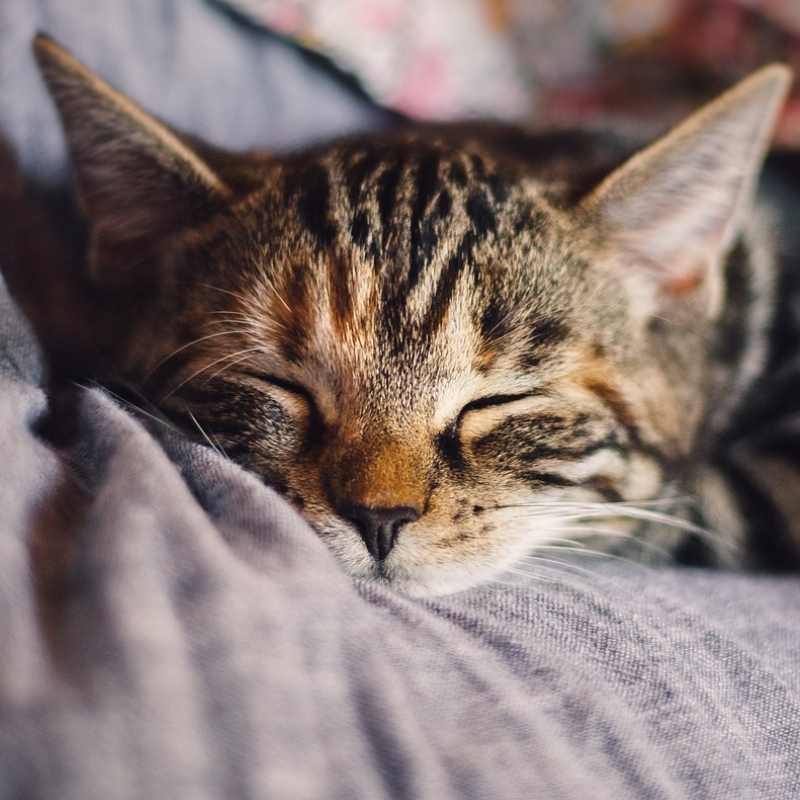 Die besten Plätze, um Katzenhöhlen im Haus aufzustellen