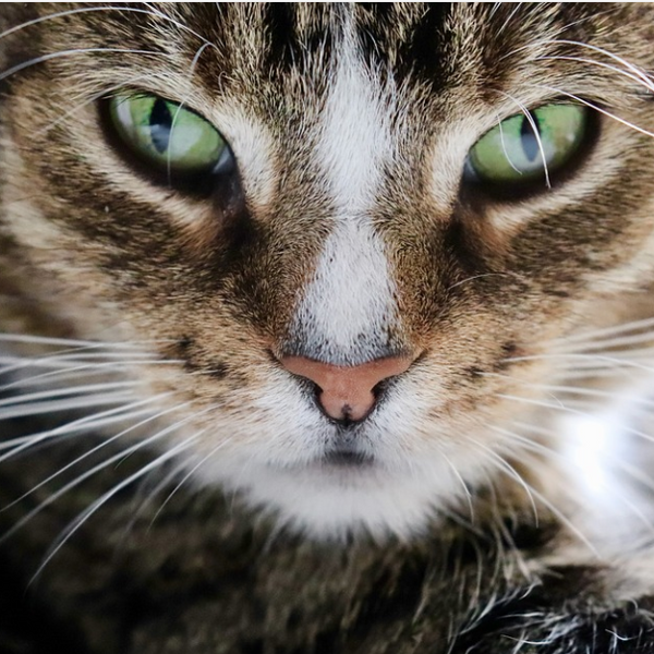 Europäisch Kurzhaar-Katzen: Vielseitige und Anpassungsfähige Haustiere
