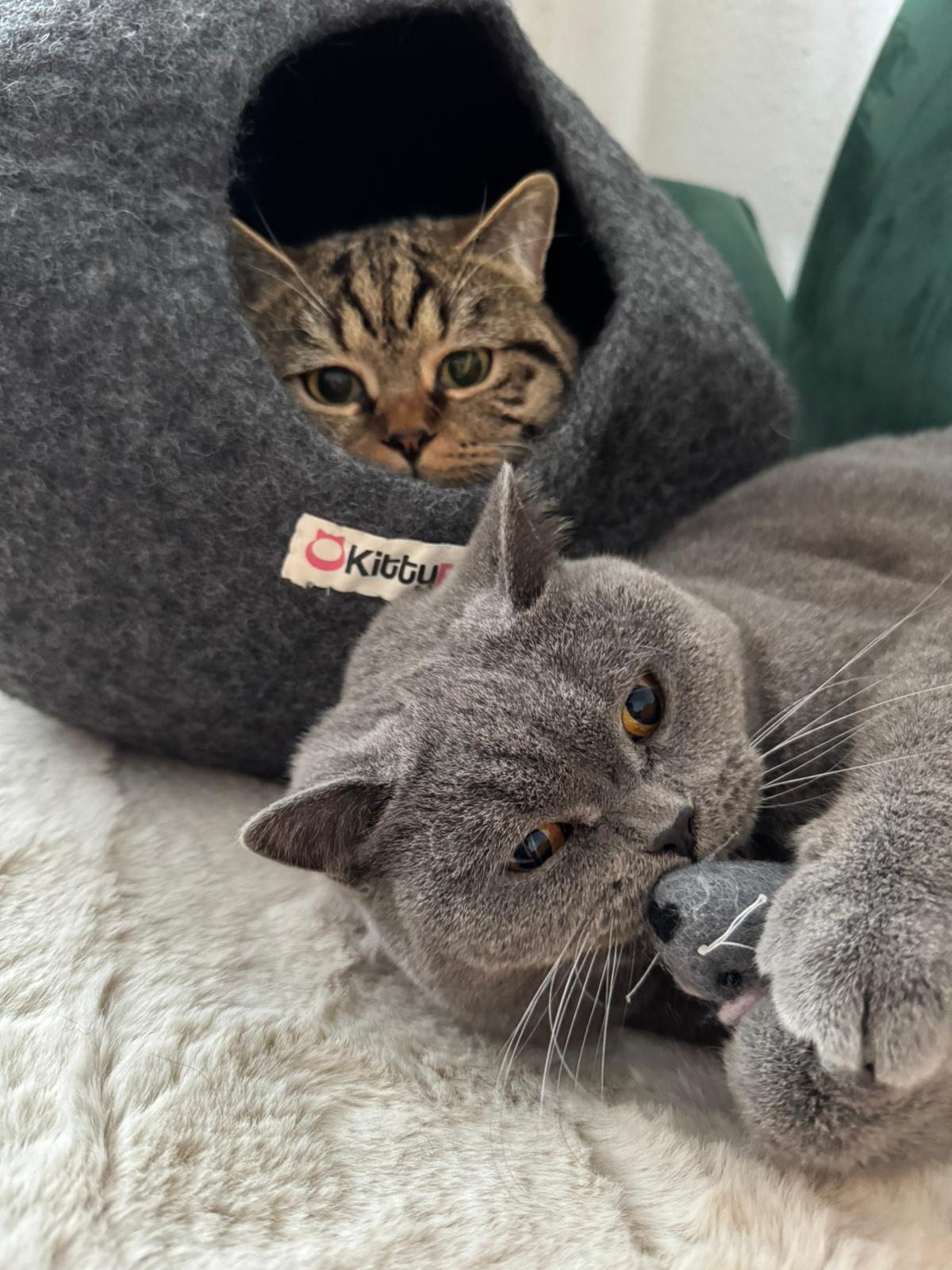 Geschenke für Katzenfans: Unsere Lieblings-Ideen für Katze und Mensch