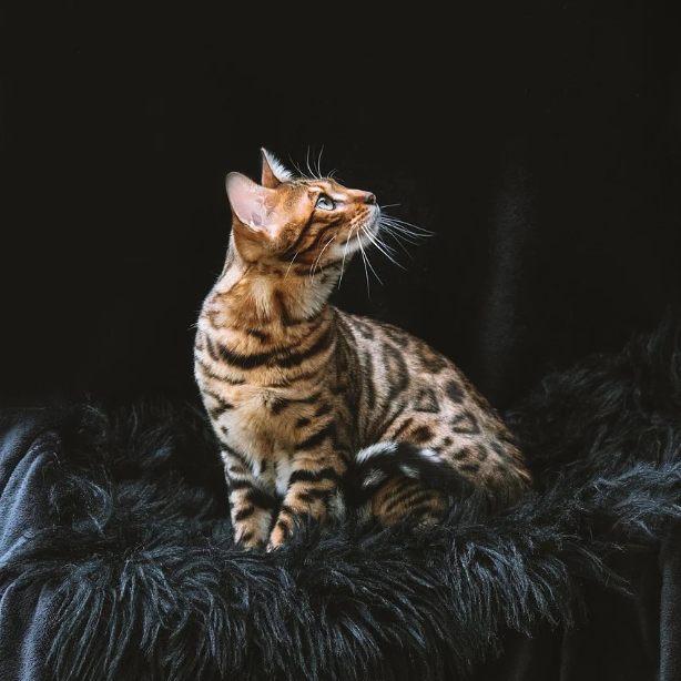 Wie lange leben Katzen?