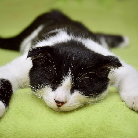 Wie lange sind Katzen schwanger