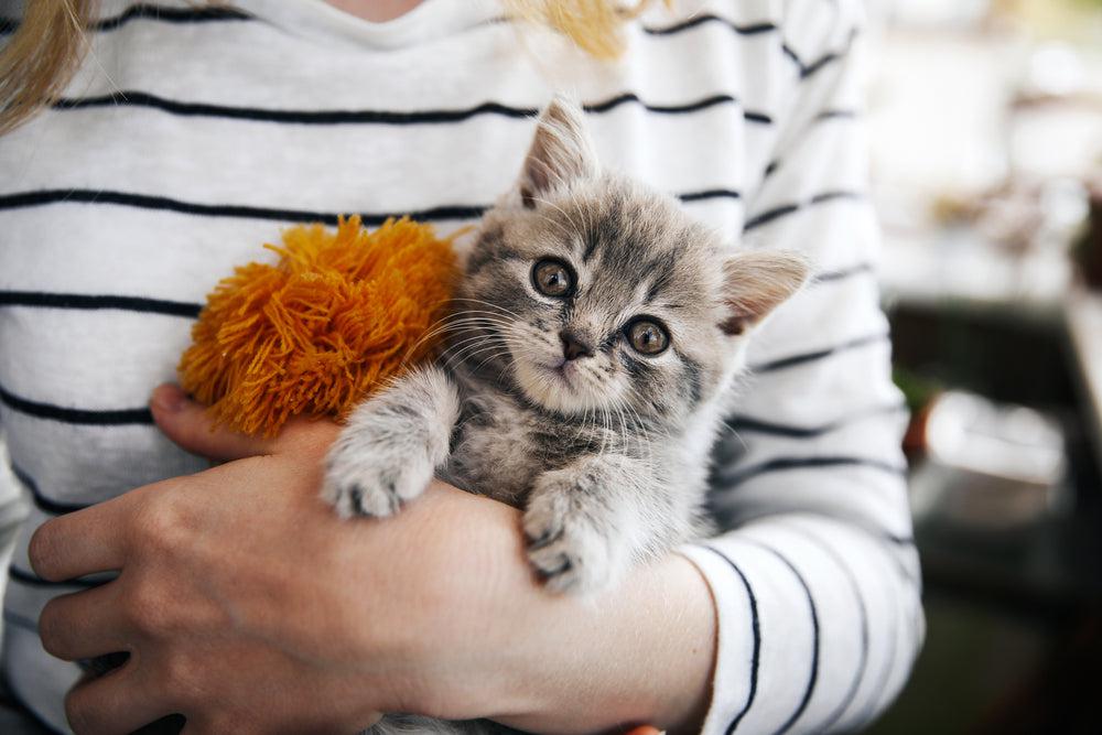 Eine Herausforderung: Die Katze uriniert in die Wohnung